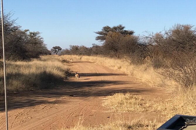 Safari Game Drive: Dinokeng Game Reserve - Dinokeng Game Reserve: Close to Pretoria, Built for Big Five Game Viewing