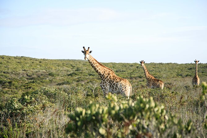 Safari Game Drive - Yzerfontein - Key highlights you will care about