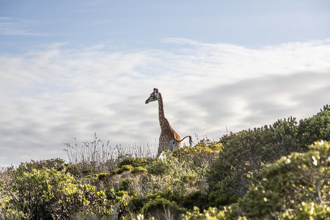 Safari Game Drive - Yzerfontein - The quick drive to the reserve gate (about 5 minutes)