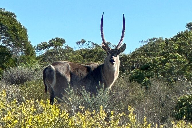 Safari Game Drive - Yzerfontein - The main event: your West Coast Private Game Reserve game drive