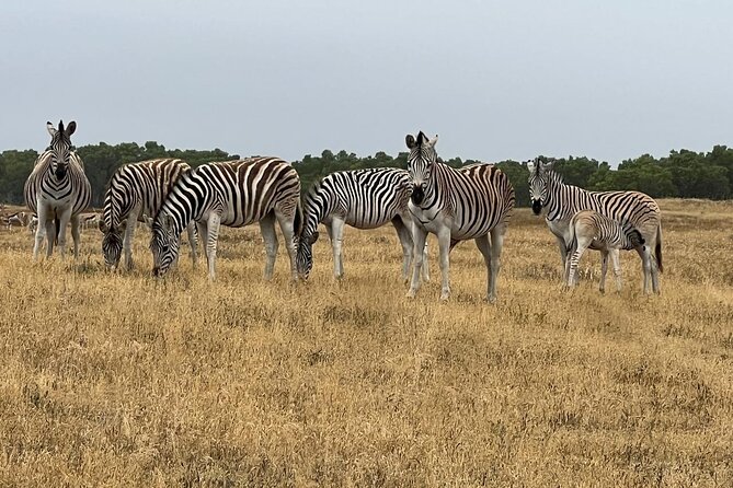 Safari Game Drive - Yzerfontein - Coffee and tea near the salt pans: a break that works