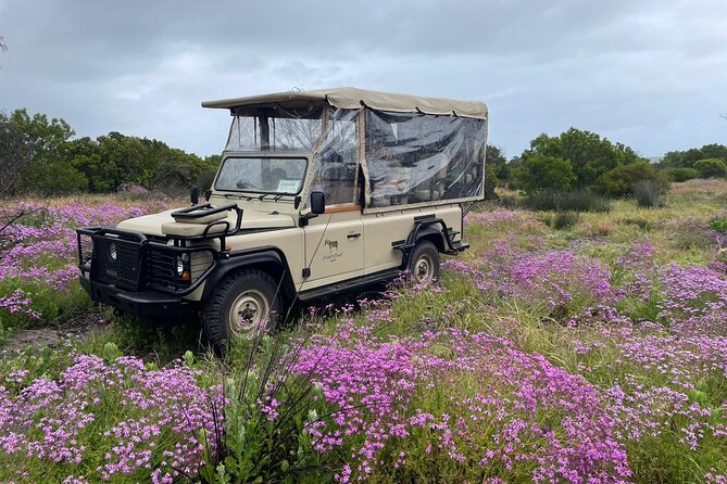 Safari Game Drive - Yzerfontein - What makes this reserve feel different from Kruger-style safari