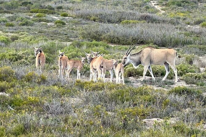 Safari Game Drive - Yzerfontein - Family-friendly by design, not by accident