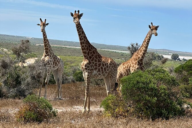 Safari Game Drive - Yzerfontein - Meeting at the Yzerfontein padstal: where your safari starts
