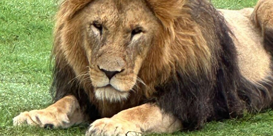 Safari into Schotia Half Day Tour - The Traditional Braai Lunch: Why This Is More Than a Break