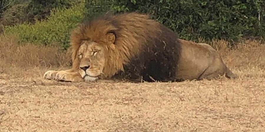 Safari into Schotia Half Day Tour - Who This Tour Fits Best, and Who Might Prefer a Different Style