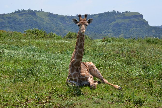 Safari & PheZulu Village Day Tour from Durban - Why this Durban mini safari hits the sweet spot