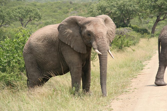 Safari & PheZulu Village Day Tour from Durban - PheZulu Village and Reptile Park: Zulu village stories, dance, and hands-on reptiles