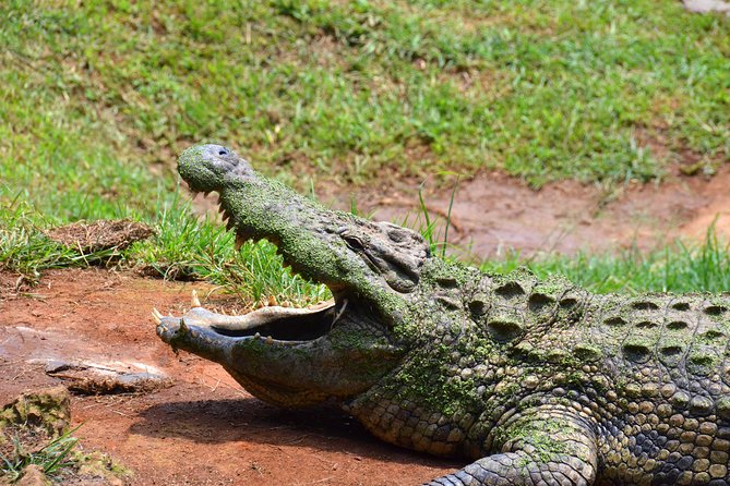 Safari & PheZulu Village Day Tour from Durban - What to pack so the day feels easy