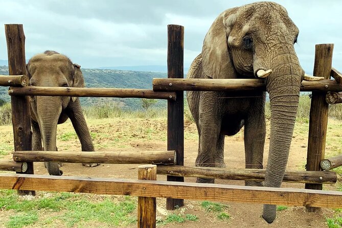 Safari & PheZulu Village Day Tour from Durban - Getting there smoothly: 7:30 am pickup, air-conditioned comfort, and group size