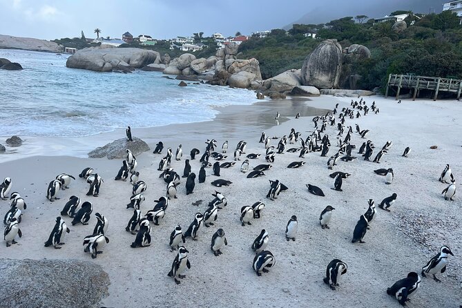 Scheduled Guided Tour to Table Mountain and Cape of Good Hope - Cape of Good Hope: maritime history plus a nature reserve that eats time