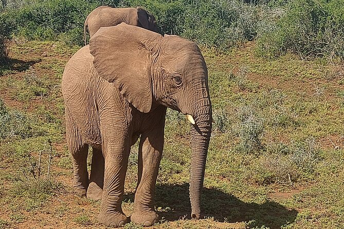 Schotia Big 5 Safari Port Elizabeth (optional accommodation) - Key Things I’d Mark on Your Checklist