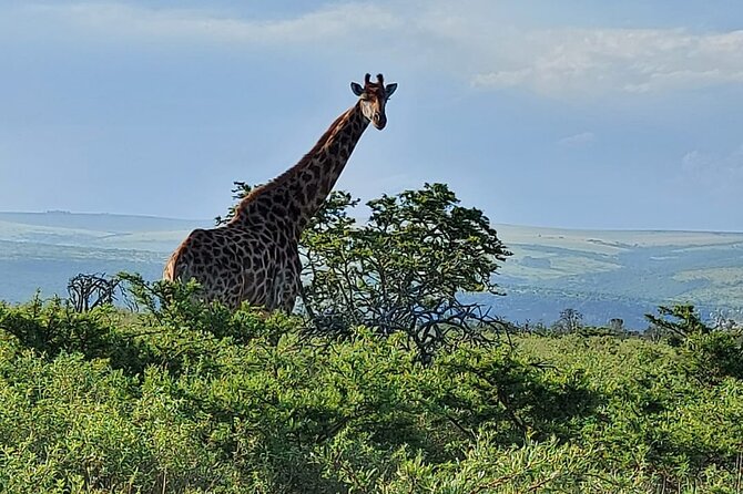 Schotia Big 5 Safari Port Elizabeth (optional accommodation) - Entering the Schotia Game Reserve Zone From Port Elizabeth