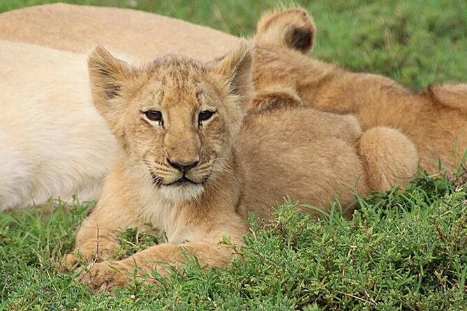 Schotia Big 5 Safari Port Elizabeth (optional accommodation) - The Itinerary Flow: Two Game Drives, Then Lapa Food by Open Fire