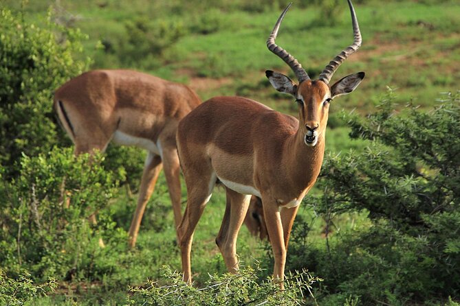 Schotia Big 5 Safari Port Elizabeth (optional accommodation) - Open Safari Vehicles: Close Sightings Without the Rush