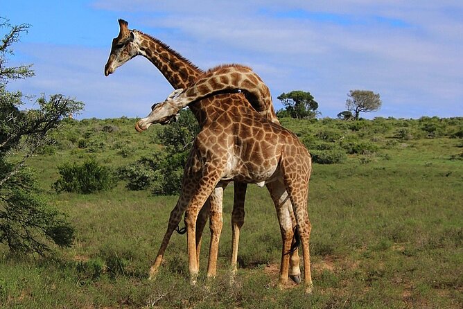 Schotia Big 5 Safari Port Elizabeth (optional accommodation) - Price and Value: Is $296.63 Worth It?