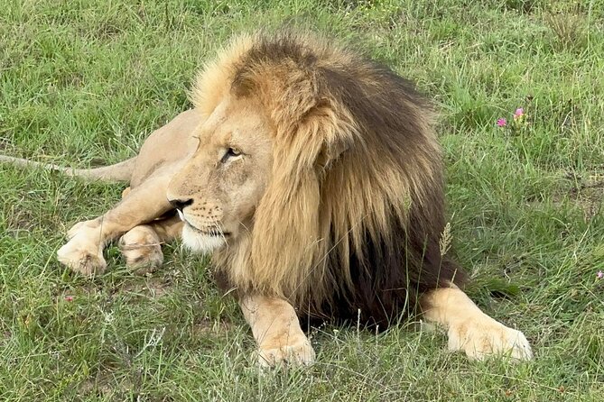 Schotia Big 5 Safari Port Elizabeth (optional accommodation) - Who This Safari Fits Best (and Who Might Pass)
