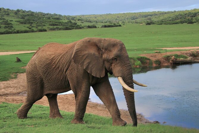 Schotia Big 5 Safari Port Elizabeth (optional accommodation) - A Practical Packing List Mindset (Based on What’s Provided)