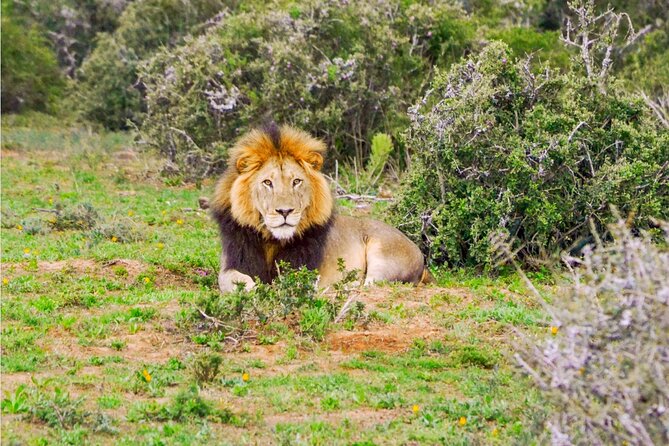 Schotia Game Reserve Tour with Port Pickup, Next to Addo Park - Why Schotia works so well if you love real safari time