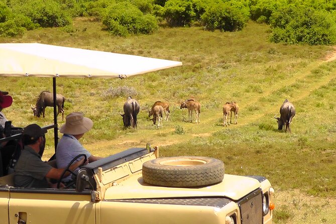 Schotia Private Game African Safari Guided Tour - Key highlights to know before you go
