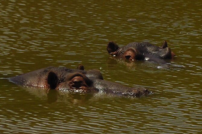 Schotia Private Game African Safari Guided Tour - Schotia’s Tooth-and-Claw Safari: a half-day built for real sightings