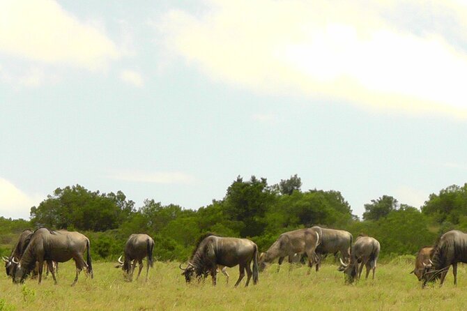 Schotia Private Game African Safari Guided Tour - What happens during the safari drive, including the snack stop