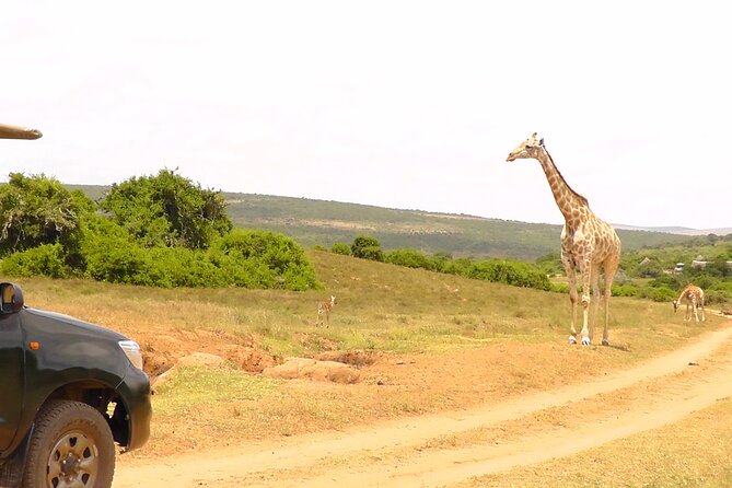 Schotia Private Game African Safari Guided Tour - Wildlife variety at Schotia, and why it complements Addo
