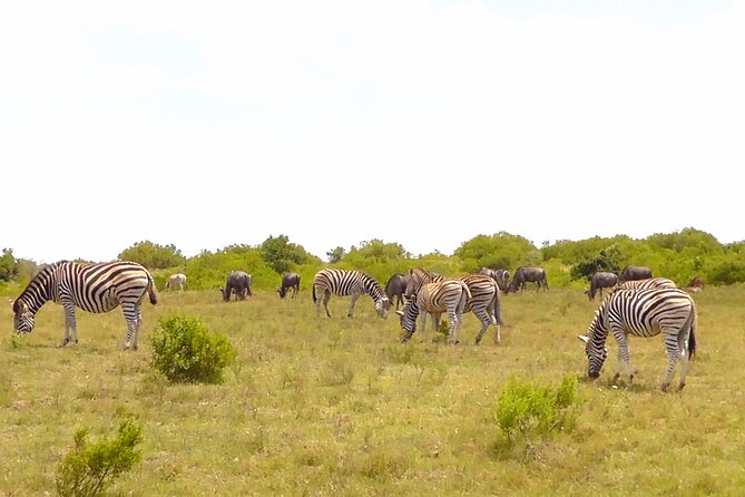 Schotia Private Game African Safari Guided Tour - Guides, communication, and the small details that make it smooth