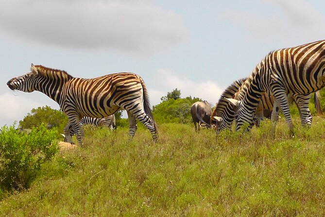 Schotia Private Game African Safari Guided Tour - Group size and what it means for your experience