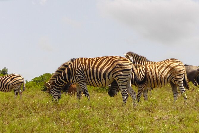 Schotia Private Game African Safari Guided Tour - Your time choice: morning 8:00 to 14:00 or afternoon 13:00 to 18:00