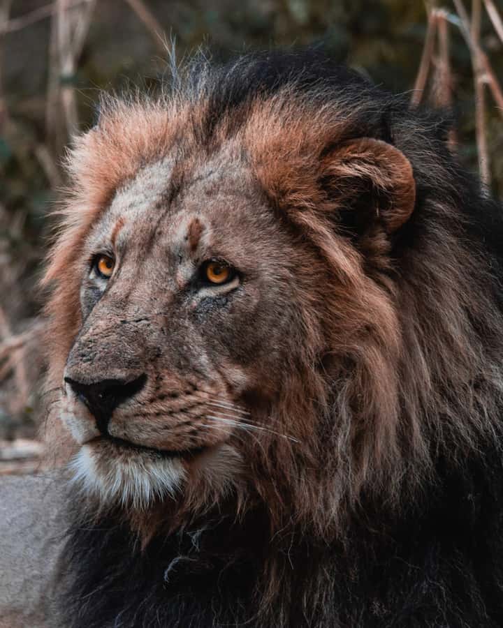 Schotia Private Game Reserve Safari - Key highlights worth your attention