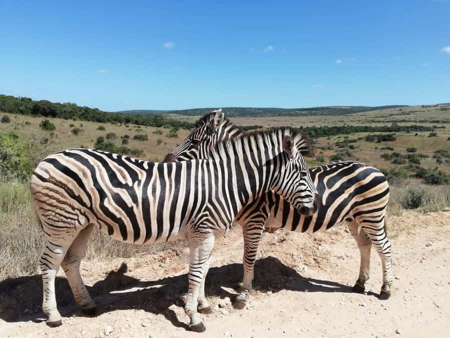 Schotia Private Game Reserve Safari - Inside the reserve on an open-vehicle game drive