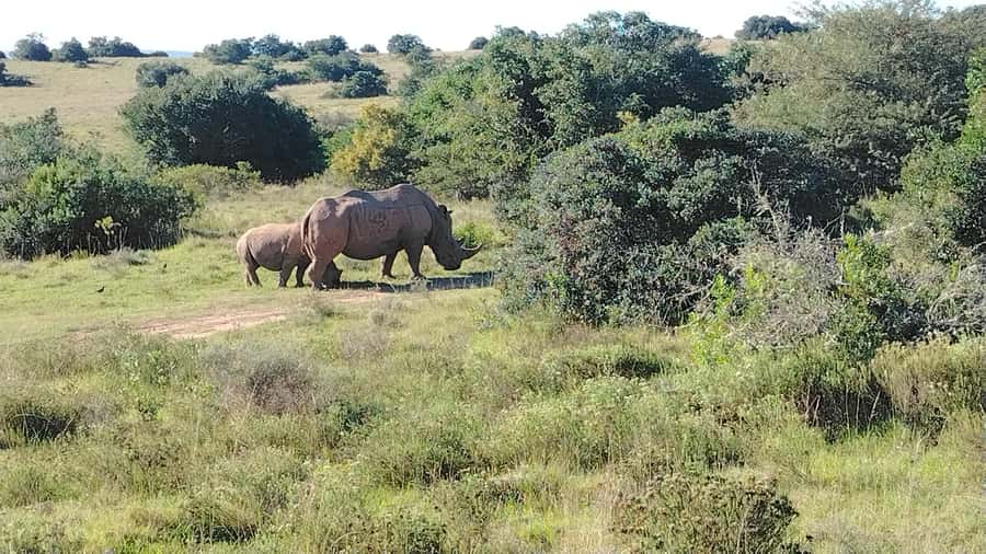 Schotia Private Game Reserve Safari - Big Five chances, plus the animals that fill in the story