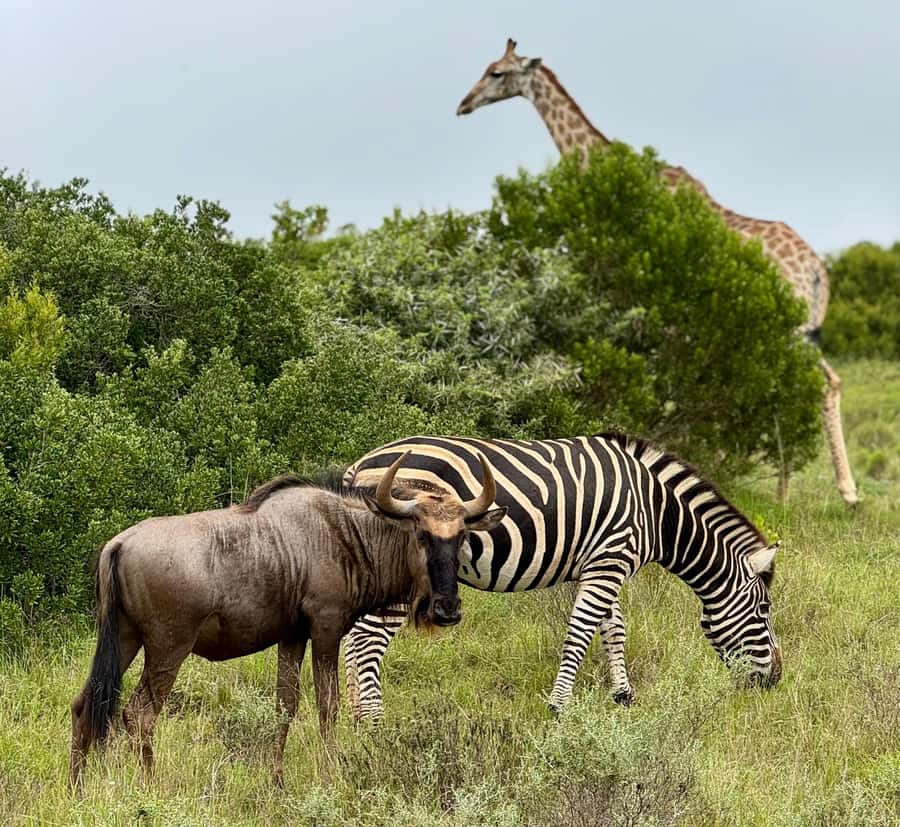 Schotia Private Game Reserve Safari - Conservation and habitat restoration, what you’re supporting
