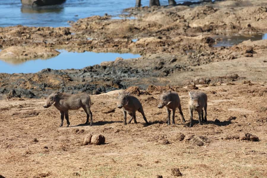 Schotia Private Game Reserve Safari - Who this safari suits best, and who should skip it