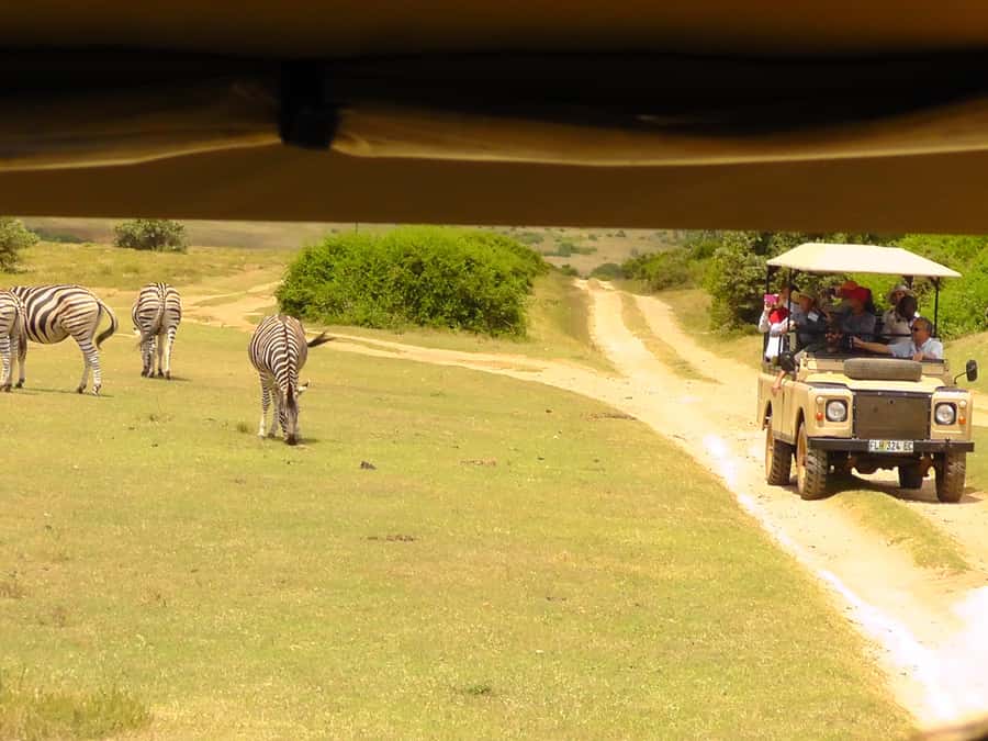 Schotia Safaris: Best Wildlife Encounters in Port Elizabeth - Should you book Schotia Safaris from Port Elizabeth?