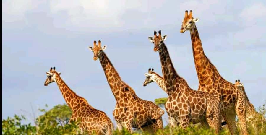 Schotia Safaris: Best Wildlife Encounters in Port Elizabeth - Port Elizabeth to the Bush: How the timing and pickups work