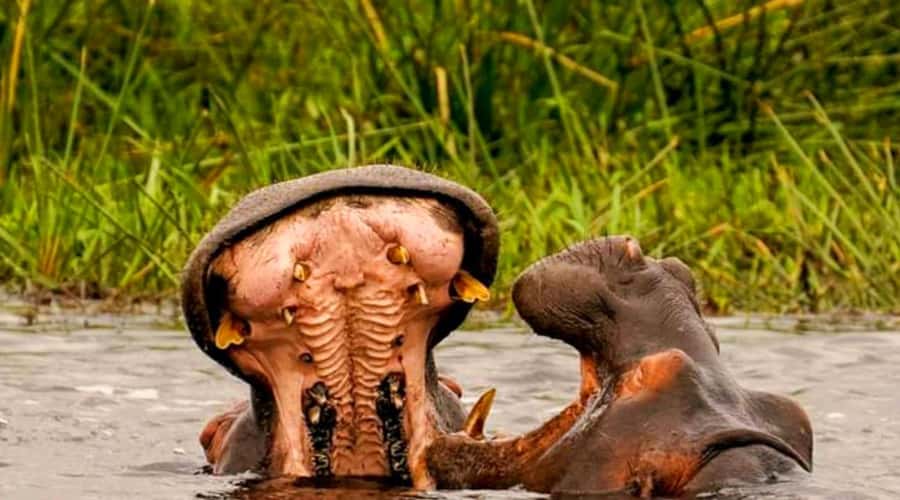 Schotia Safaris: Best Wildlife Encounters in Port Elizabeth - Wildlife variety you can actually plan for