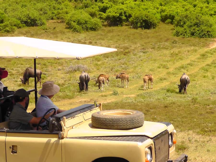 Schotia Safaris: Best Wildlife Encounters in Port Elizabeth - Addo Elephant time: seeing elephants with meaning, not just luck