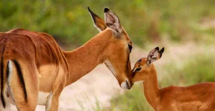 Schotia Safaris: Best Wildlife Encounters in Port Elizabeth - Van, tracks, and comfort: what to expect from the ride itself