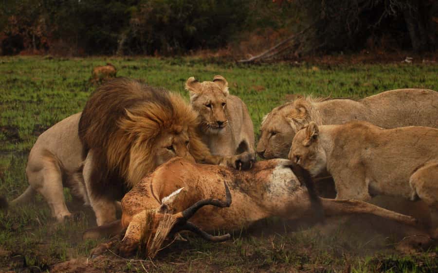 Schotia Safaris: Best Wildlife Encounters in Port Elizabeth - Price and value: is $227 per person a fair deal?