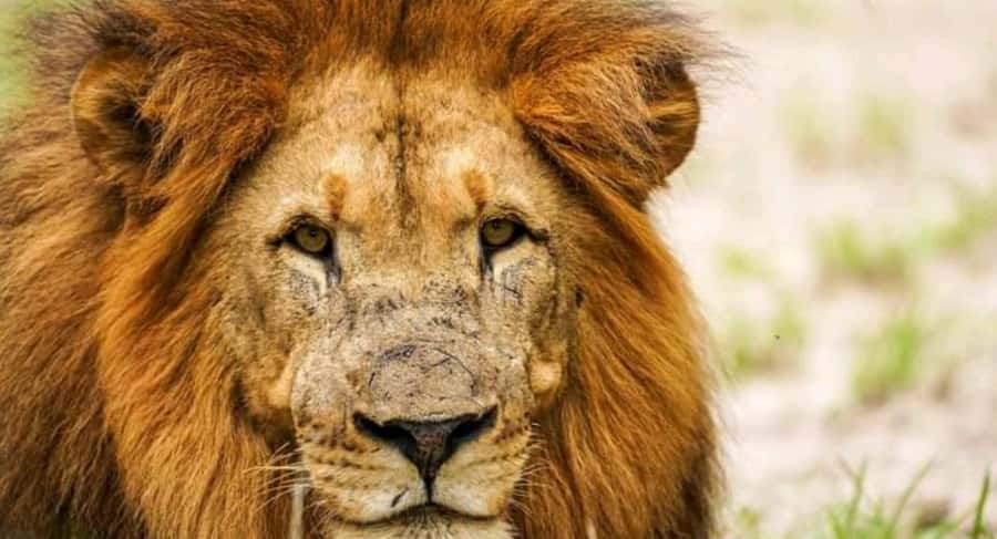 Schotia Safaris: Best Wildlife Encounters in Port Elizabeth - How to make your safari day smoother (and better)