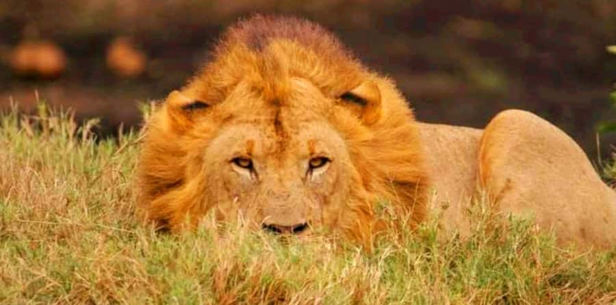 Schotia Safaris: Best Wildlife Encounters in Port Elizabeth - Who should book this, and who should think twice