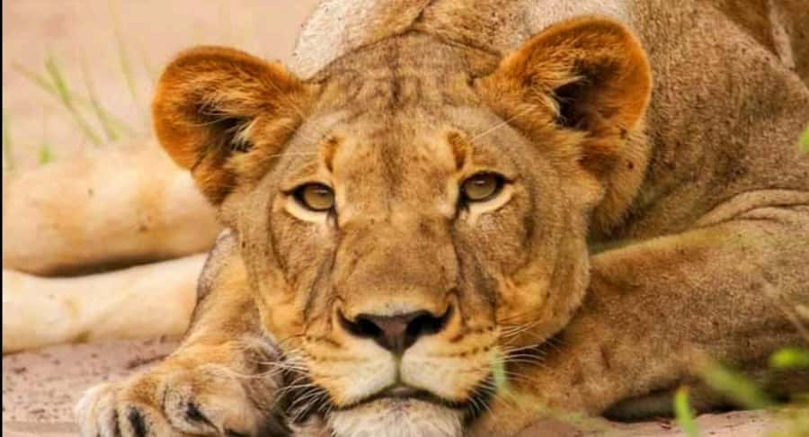 Schotia Safaris: Best Wildlife Encounters in Port Elizabeth - Schotia Private Game Reserve: the 4 hours that do the heavy lifting