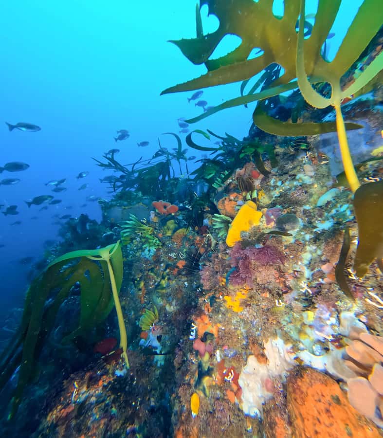 Scuba Dive in Cape Town: 2 Dives for certified divers - Key highlights to look forward to