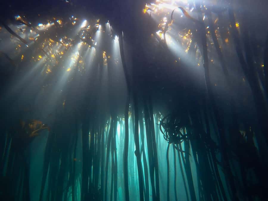 Scuba Dive in Cape Town: 2 Dives for certified divers - Why Simon’s Town makes this Cape Town plan work