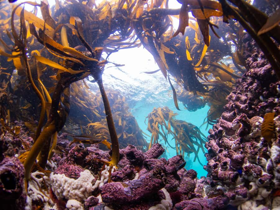 Scuba Dive in Cape Town: 2 Dives for certified divers - Second session in the kelp forest: where the odds feel better