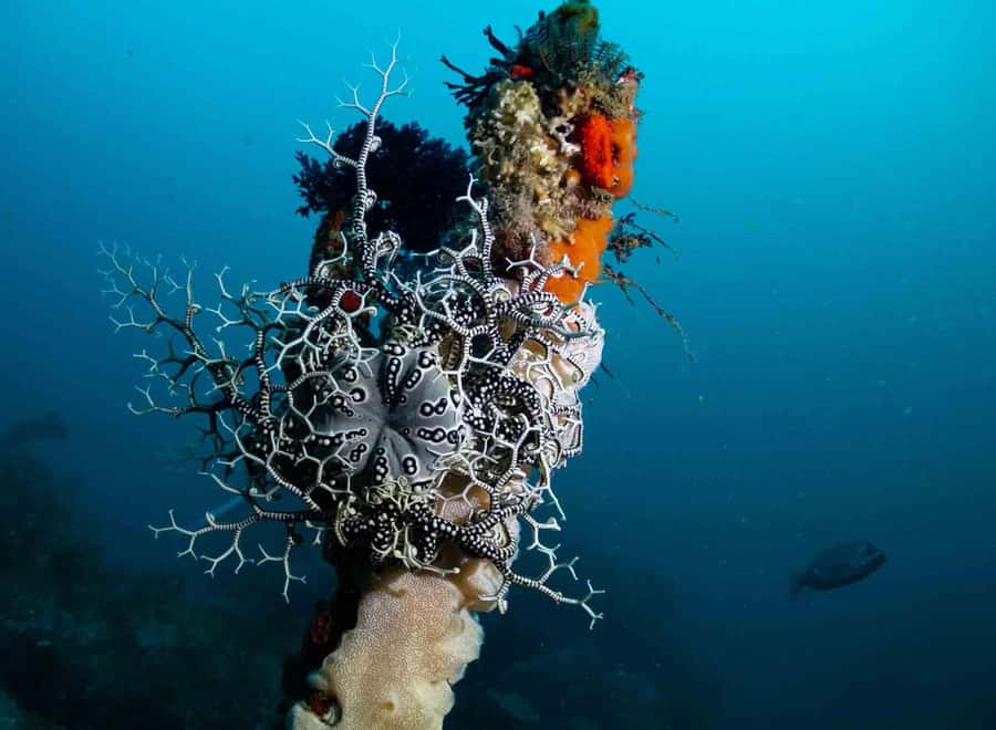 Scuba Dive in Cape Town: 2 Dives for certified divers - Cold water and boat motion: the realistic comfort checklist