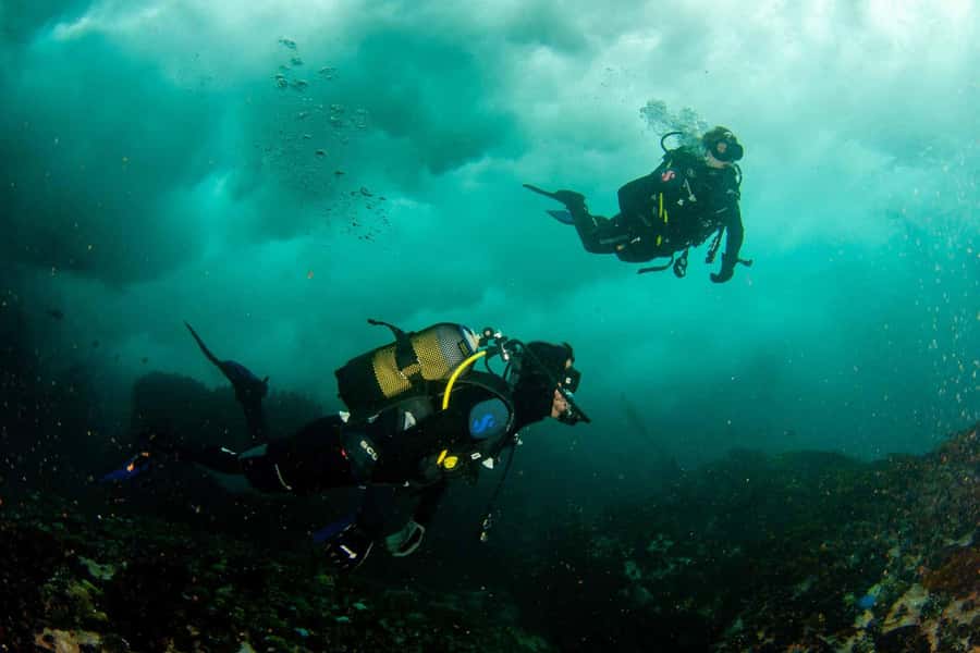 Scuba Dive in Cape Town: 2 Dives for certified divers - Who should book this, and who should skip it