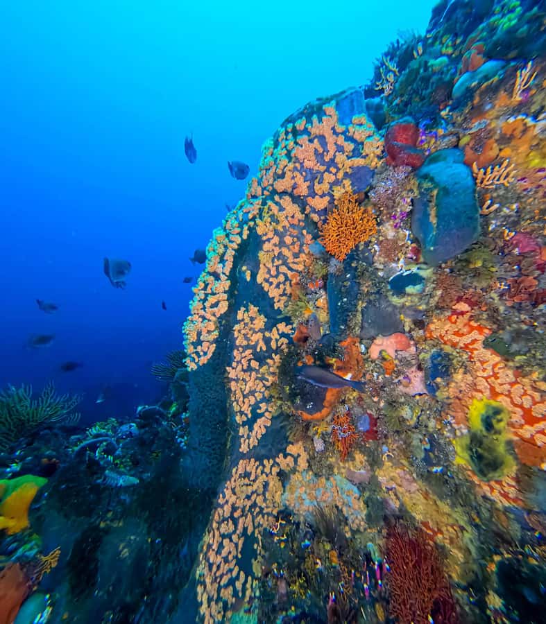 Scuba Dive in Cape Town: 2 Dives for certified divers - Meeting at Diveteam in 66 St George’s St: what to expect